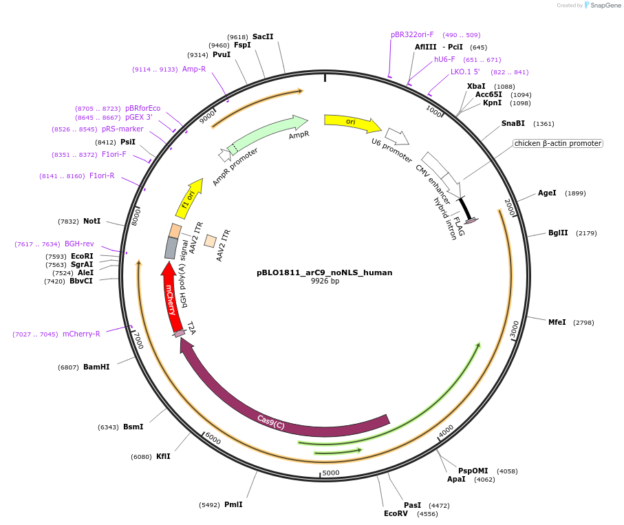 74494-plasmid-map-sequence-id-140492