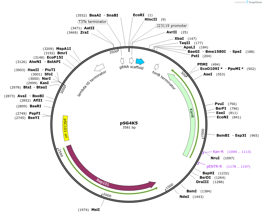 74492-plasmid-map-sequence-id-140493
