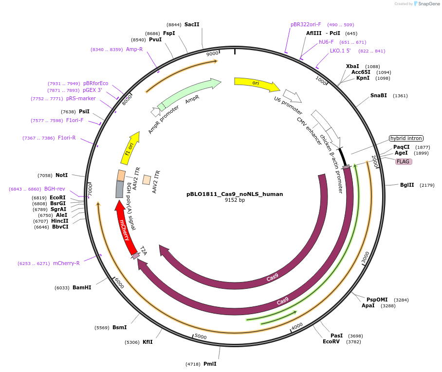 74490-plasmid-map-sequence-id-140494