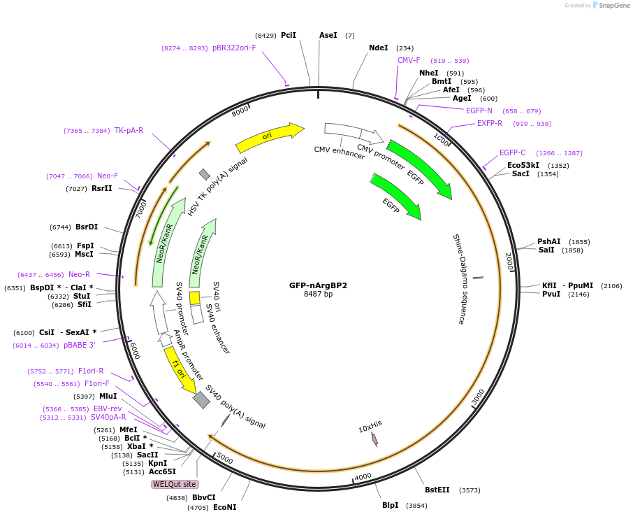 74514-plasmid-map-sequence-id-140555