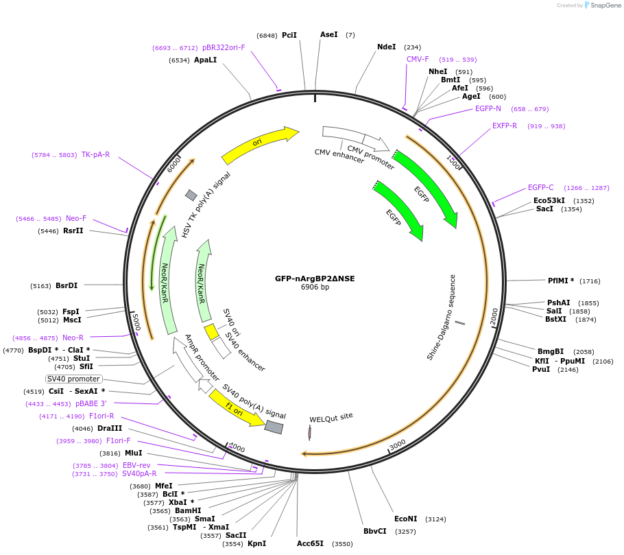 74515-plasmid-map-sequence-id-140556