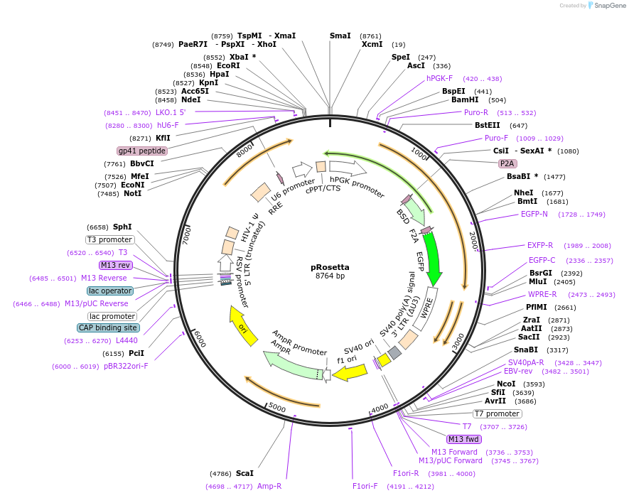 59700-plasmid-map-sequence-id-140560