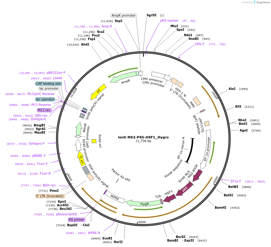 61426-plasmid-map-sequence-id-140565