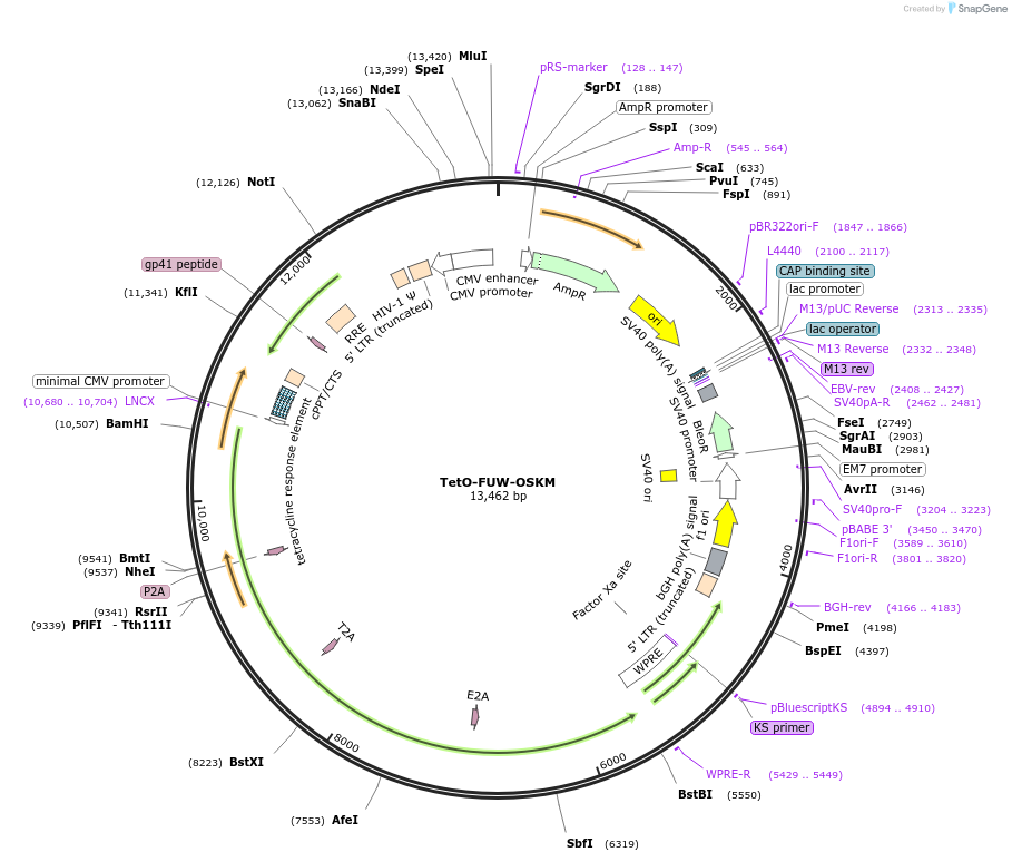 20321-plasmid-map-sequence-id-140571