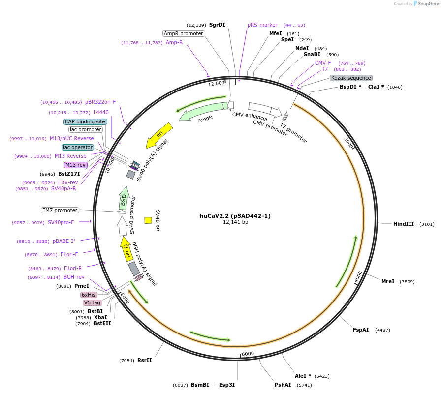 62574-plasmid-map-sequence-id-140592