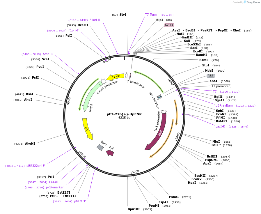 12651-plasmid-map-sequence-id-140630