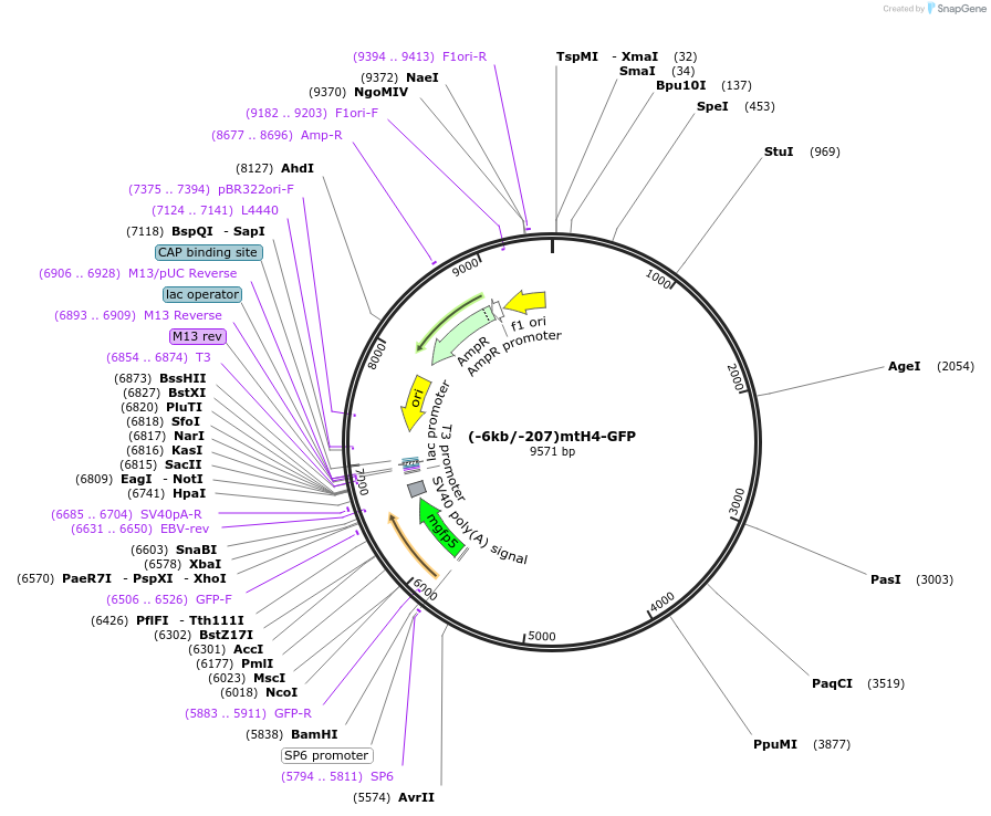30464-plasmid-map-sequence-id-14064