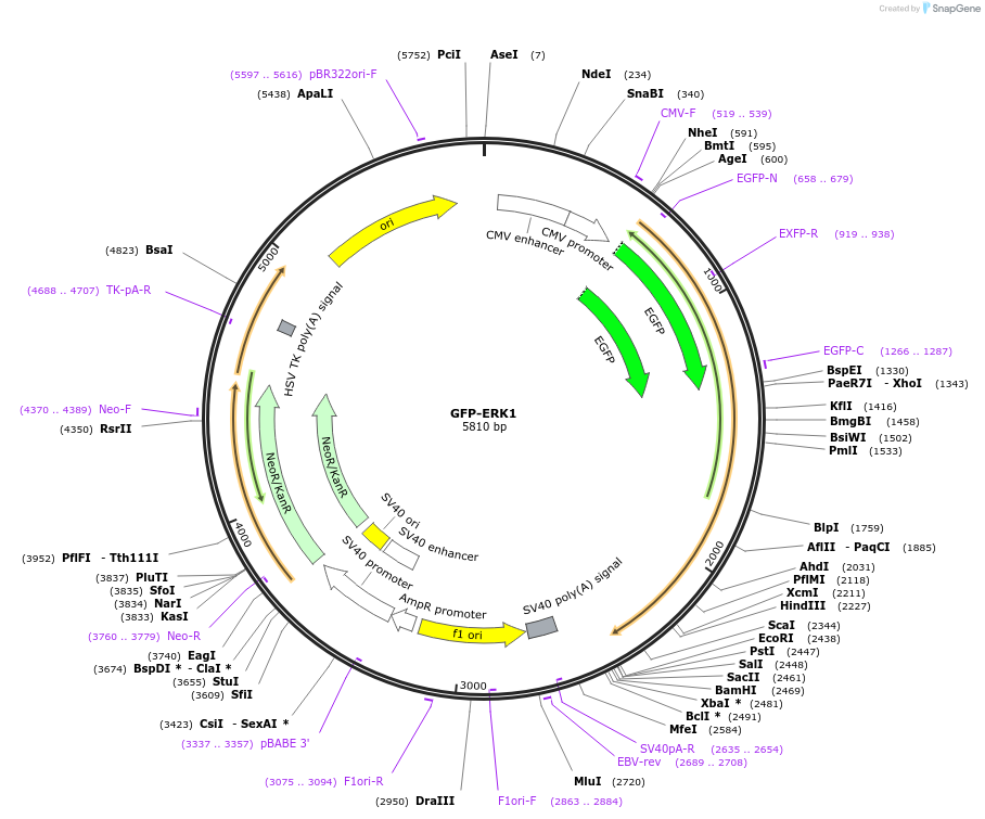14747-plasmid-map-sequence-id-140665