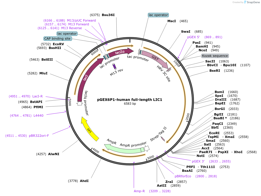 74597-plasmid-map-sequence-id-140671