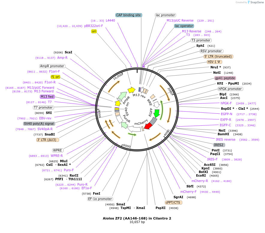 74456-plasmid-map-sequence-id-140672