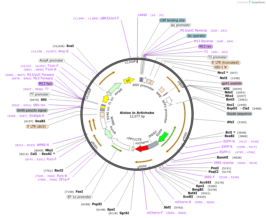 74452-plasmid-map-sequence-id-140673