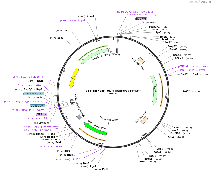 74153-plasmid-map-sequence-id-140684