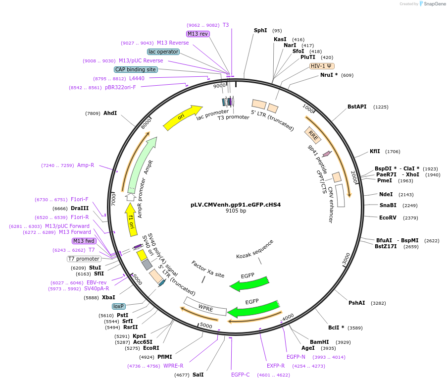 30471-plasmid-map-sequence-id-14071