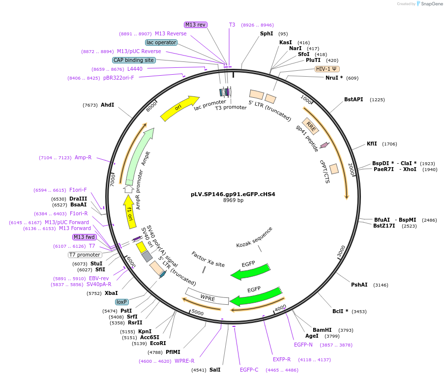 30476-plasmid-map-sequence-id-14076