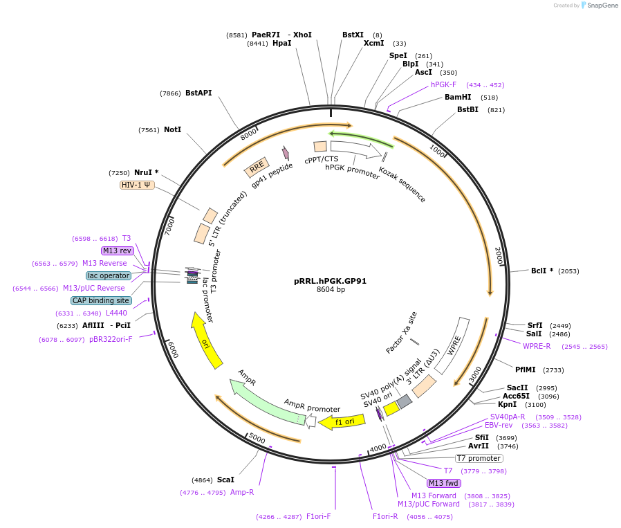 30477-plasmid-map-sequence-id-14077
