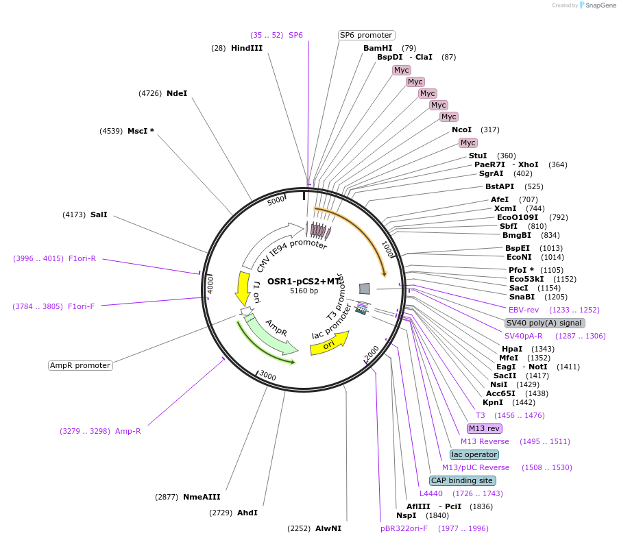30491-plasmid-map-sequence-id-14081