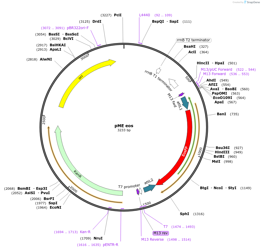 73792-plasmid-map-sequence-id-140828