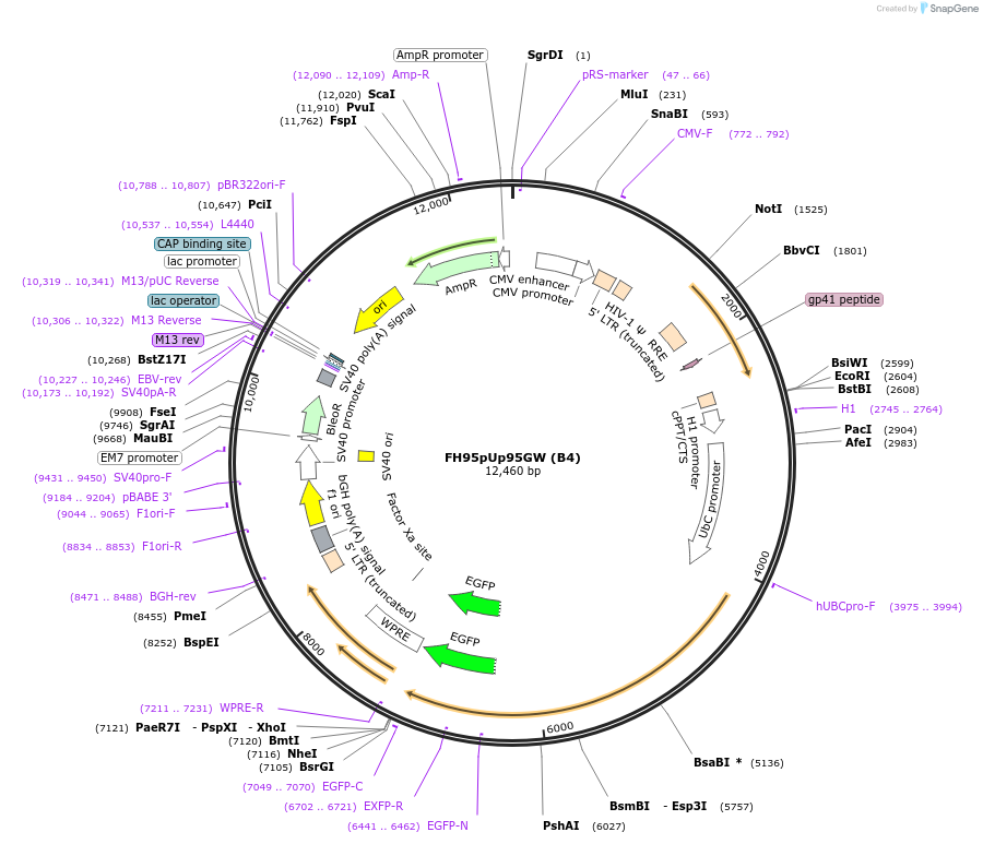 74013-plasmid-map-sequence-id-140839
