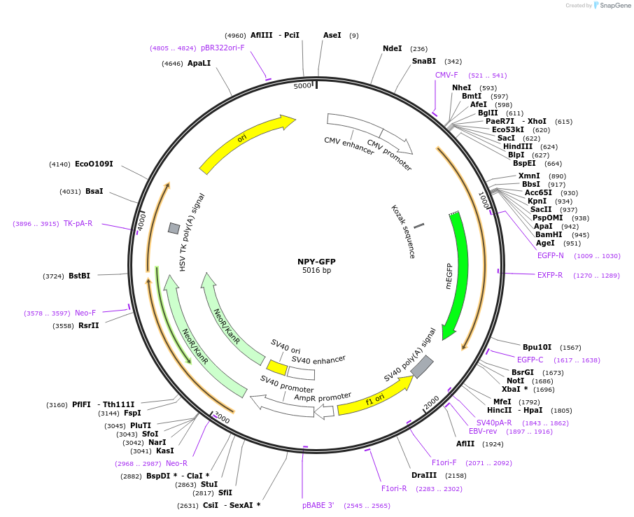 74629-plasmid-map-sequence-id-140841