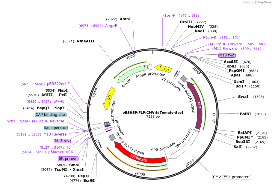 30523-plasmid-map-sequence-id-14094