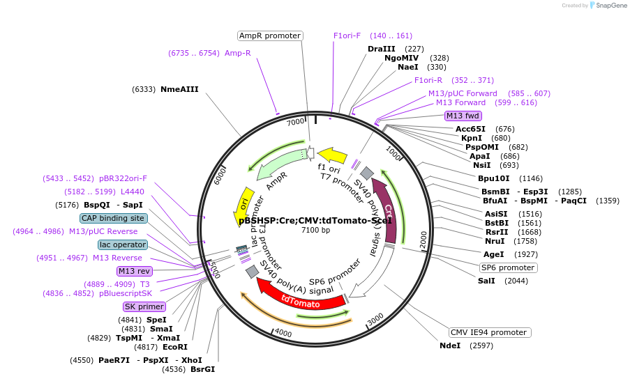 30525-plasmid-map-sequence-id-14096
