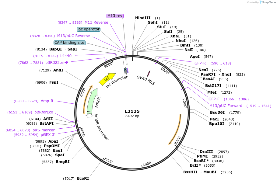 1531-plasmid-map-sequence-id-141