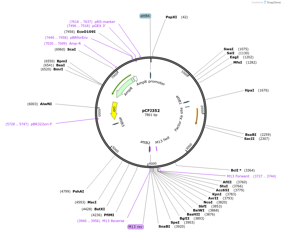 30539-plasmid-map-sequence-id-14101