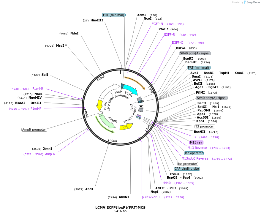 31377-plasmid-map-sequence-id-14102