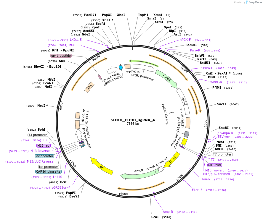 74188-plasmid-map-sequence-id-141029