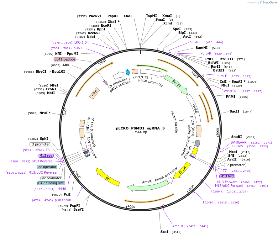 74181-plasmid-map-sequence-id-141032
