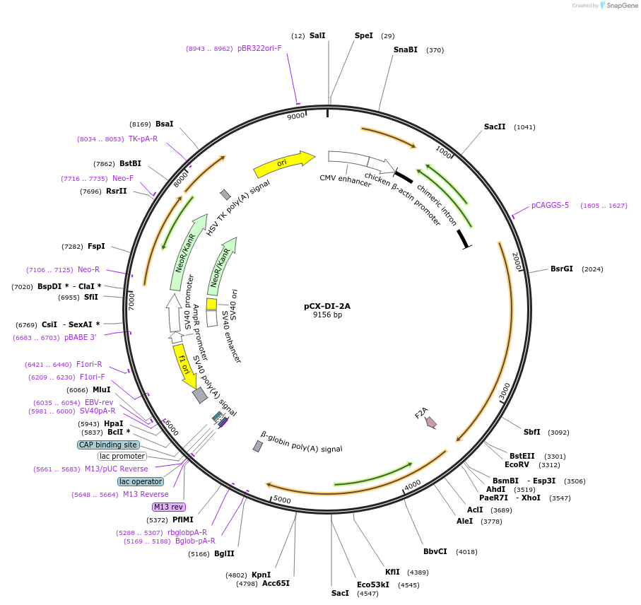 74671-plasmid-map-sequence-id-141054