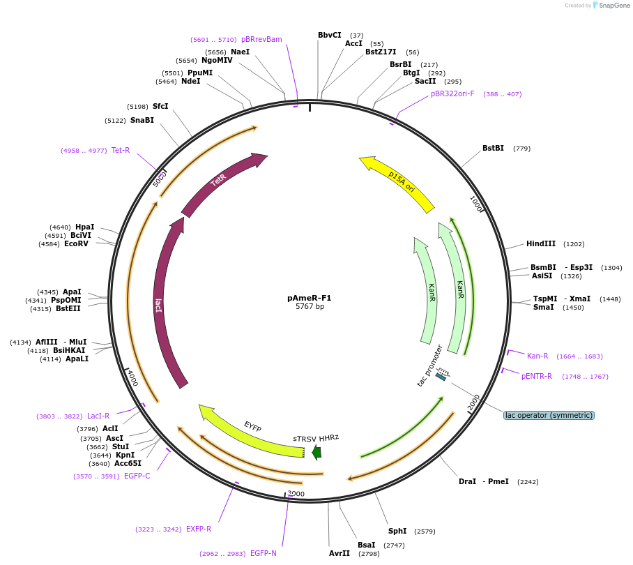 74675-plasmid-map-sequence-id-141098