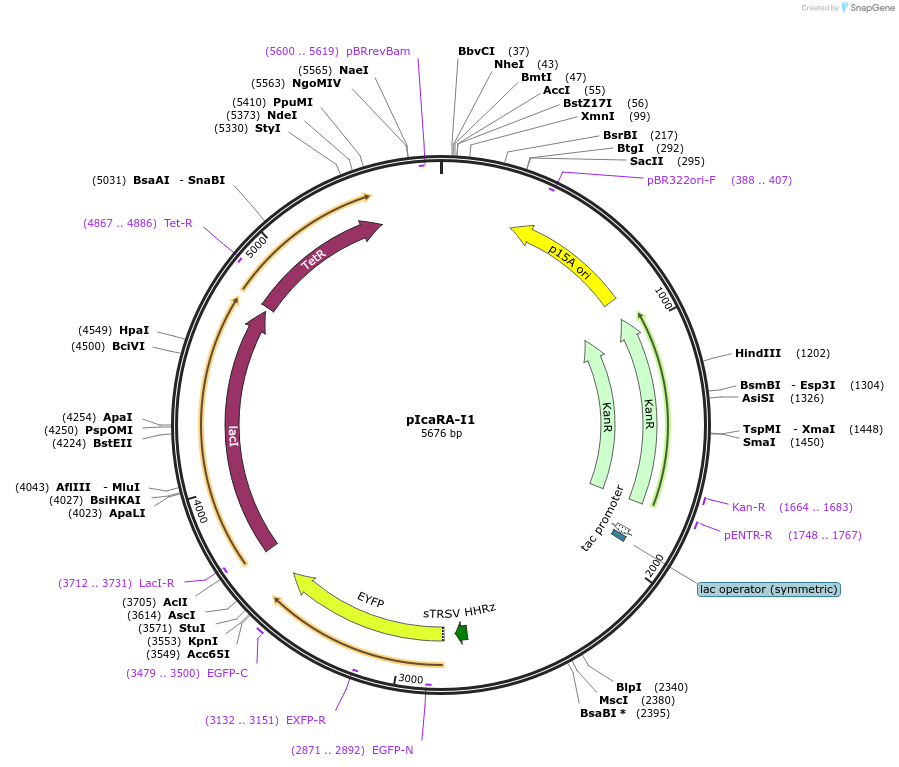 74682-plasmid-map-sequence-id-141107