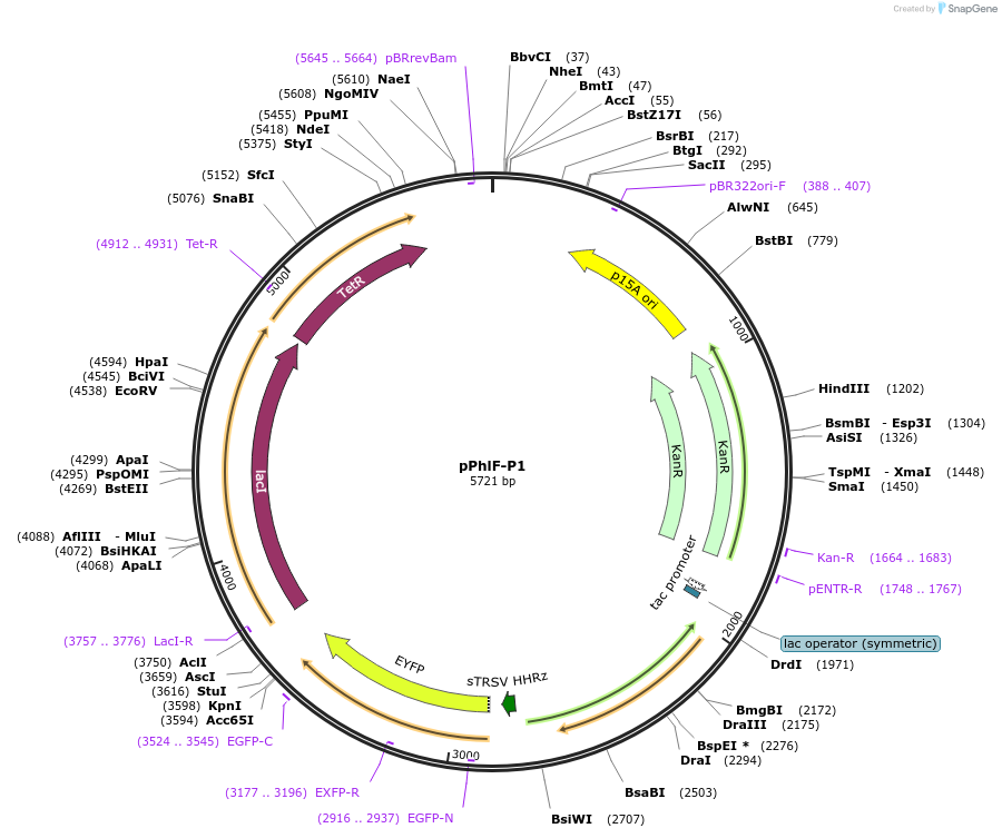 74685-plasmid-map-sequence-id-141110