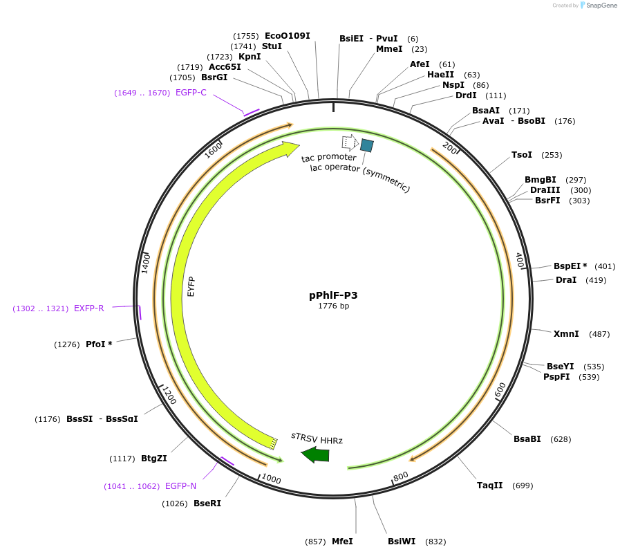 74687-plasmid-map-sequence-id-141112