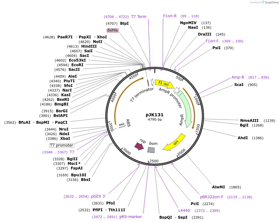 71548-plasmid-map-sequence-id-141128