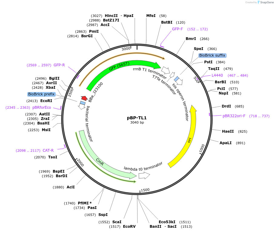 72985-plasmid-map-sequence-id-141169