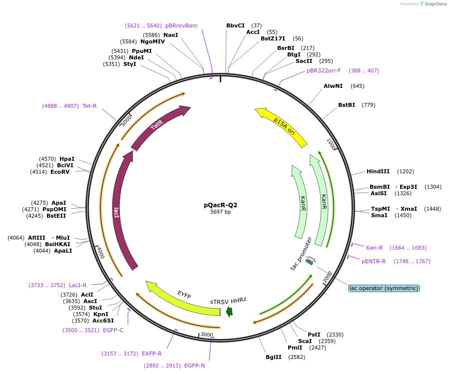 74690-plasmid-map-sequence-id-141193