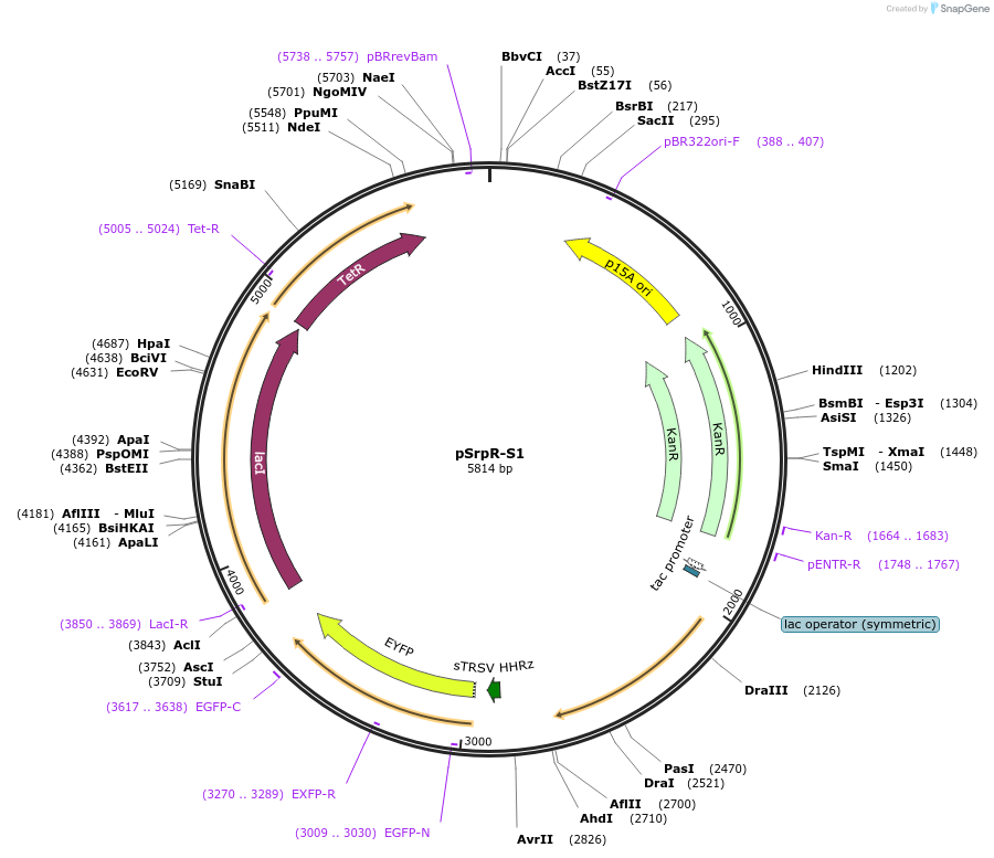 74691-plasmid-map-sequence-id-141195