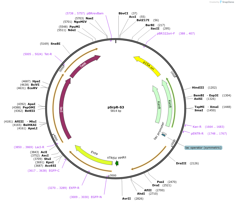74693-plasmid-map-sequence-id-141197