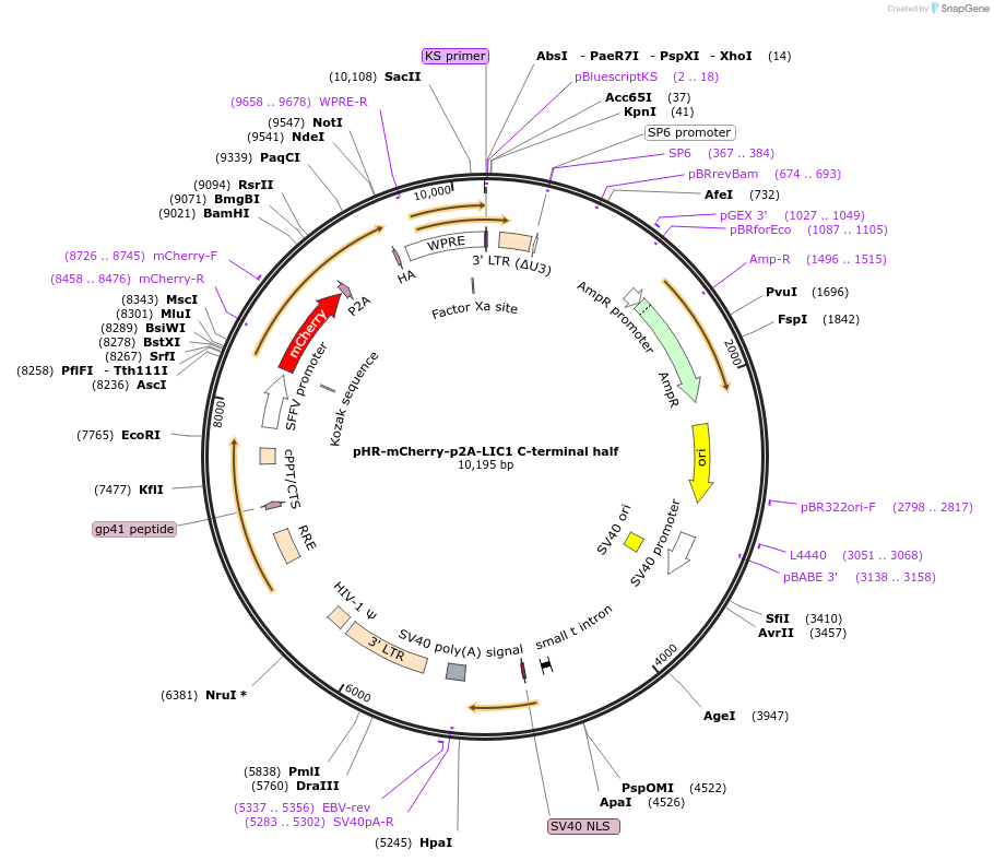 74603-plasmid-map-sequence-id-141268