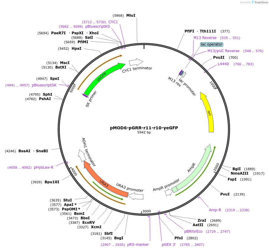 74368-plasmid-map-sequence-id-141319