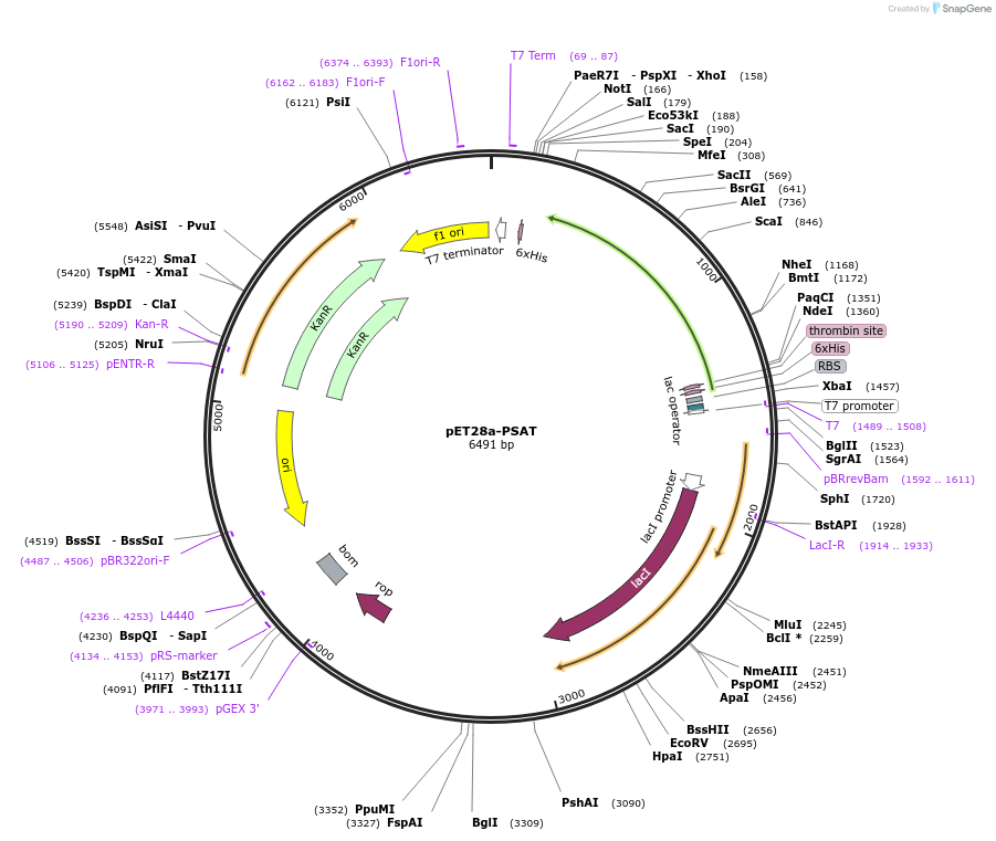 74115-plasmid-map-sequence-id-141328