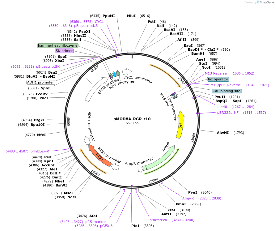 74370-plasmid-map-sequence-id-141329