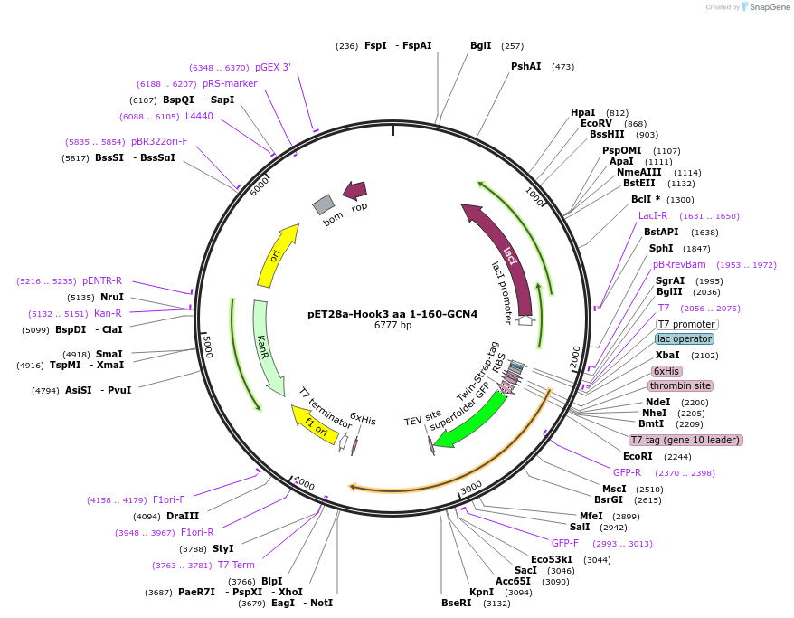 74608-plasmid-map-sequence-id-141331