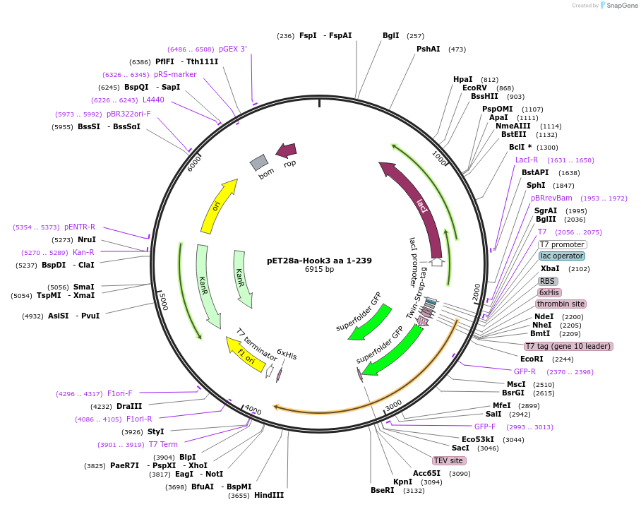 74609-plasmid-map-sequence-id-141333