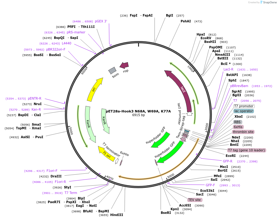 74619-plasmid-map-sequence-id-141345