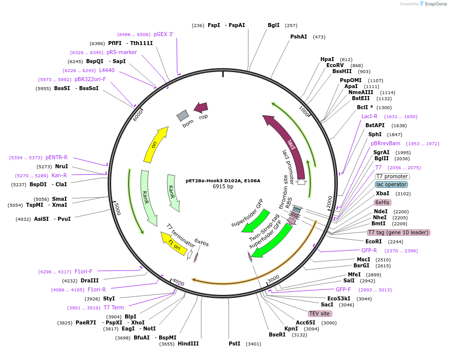 74618-plasmid-map-sequence-id-141346