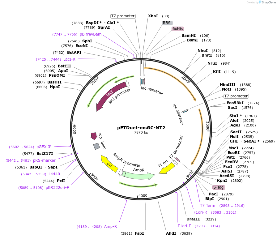 74763-plasmid-map-sequence-id-141369