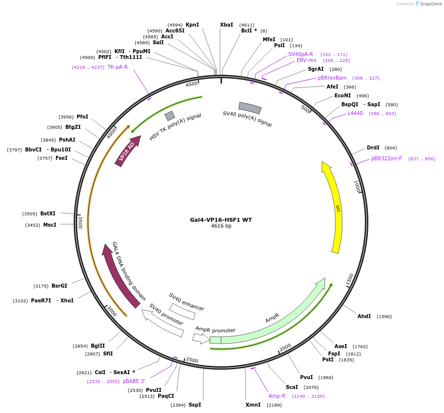 71726-plasmid-map-sequence-id-141412